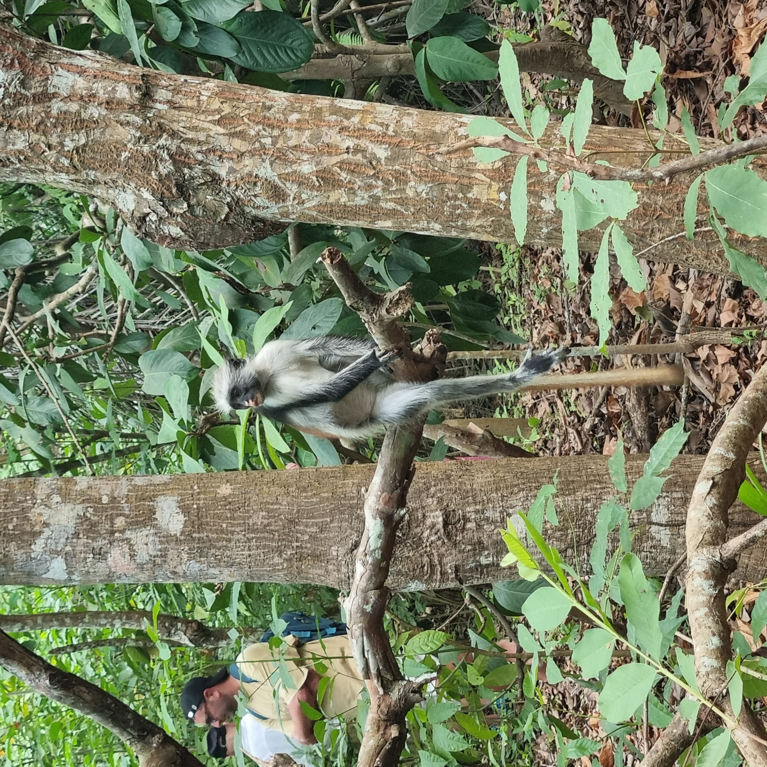 Jozani Forest deep dive 119